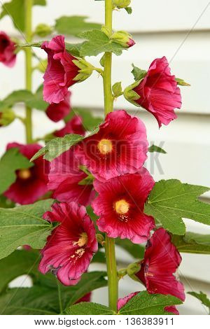 holly hock bloom flowering garden plants pink