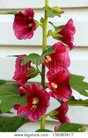 holly hock flower blooming garden summer fushcia