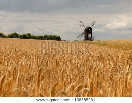 Pitstone windmill in a wheat field with a cloudy sky