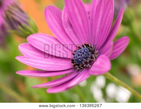 Close up of an osteospermum in profile