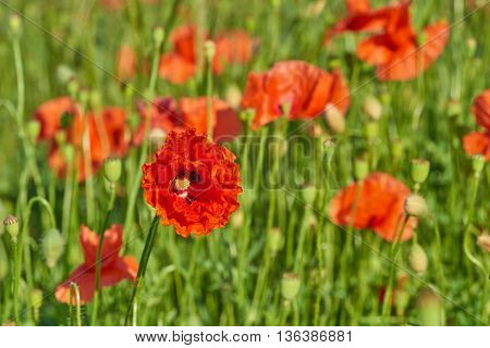 Papaver rhoeas (common names include common poppy corn poppy corn rose field poppy Flanders poppy red poppy red weed coquelicot) blooming on field