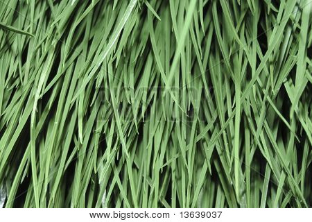 Grama verde