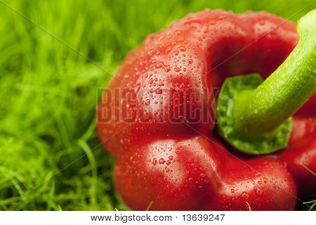 Rote Paprika auf grünem Gras liegend