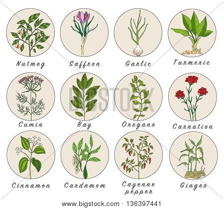 Set of spices herbs and officinale plants icons. Healing plants. Medicinal plants herbs spices hand drawn illustrations. Botanic sketches icons.