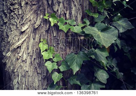 NITIDA IMAGE TEXTURE OF A TRUNK AND A CREEPER