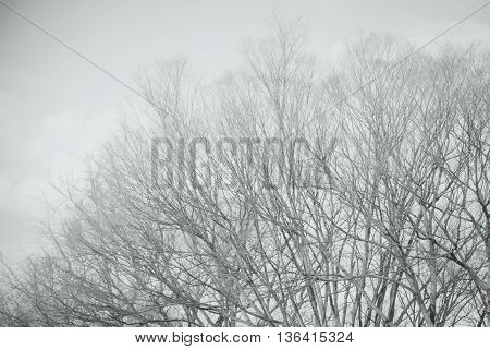Close up autamn trees on background with copy space