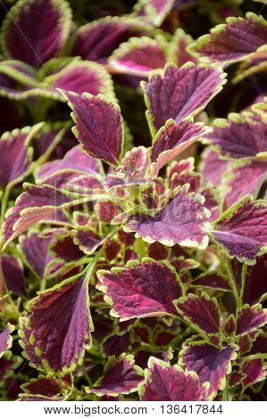 close up Solenostemon scutellaides plants in nature garden