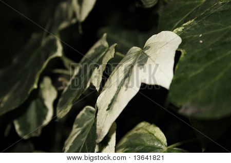 hedera ใบไอวี่