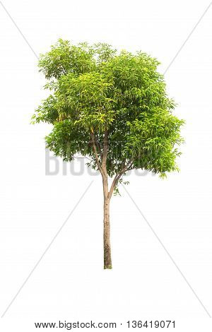 Tree Isolated On White Background