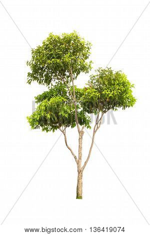 Tree Isolated On White Background