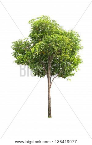 Tree Isolated On White Background