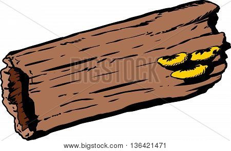 Mushrooms On Hollow Rotting Log