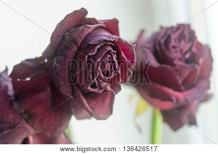 Close-up  Of A Rose.