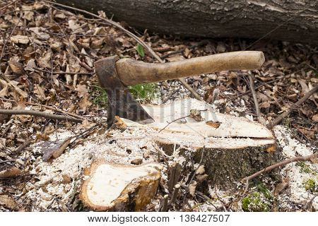 the ax stuck in a tree stump