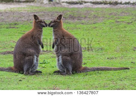 Kangaroo swamp wallaby (Wallabia bicolor) (Macropus giganteus) in its natural habitat in the grass.