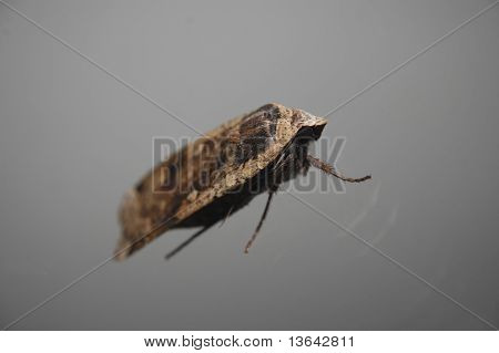 moth ในแก้ว