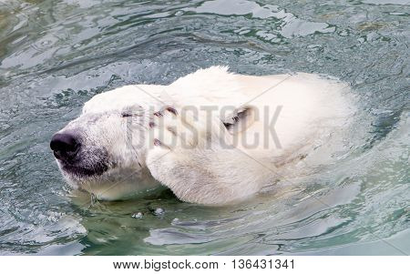 Funny Close-up Of A Polarbear (icebear)