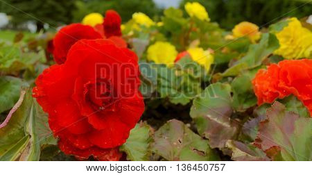 Bed of red and yellow flowers covered with rain