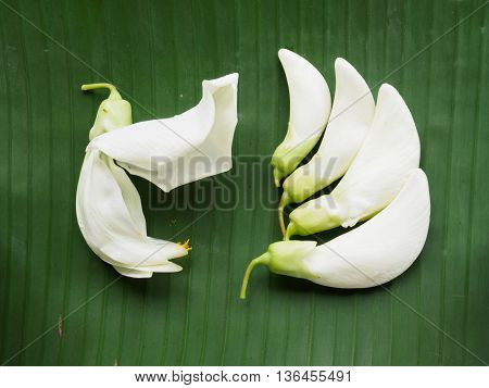 White sesban vegetable on banana leaf background