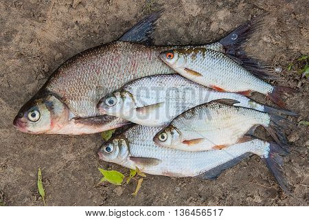 Several Common Bream Fish And Silver Bream Or White Bream Fish On Wet Sand.
