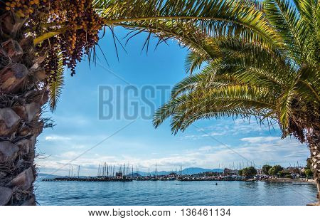 The island of Aegina, Greece, viewed from the shade of palm trees