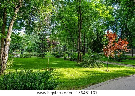 Spring green vegetation in Kiseleff Park, Bucharest