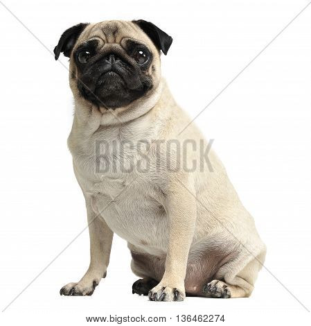 Cute Pug Sitting In A White Photo Studio