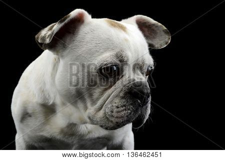 White Frech Bulldog With Funny Ears Posing In A Dark Photo Studio
