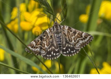 A mother shipton moth is sitting on bloomfell