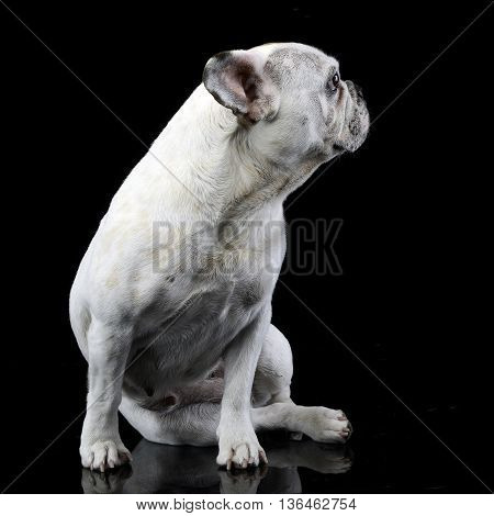White Frech Bulldog With Funny Ears Posing In A Dark Photo Studio