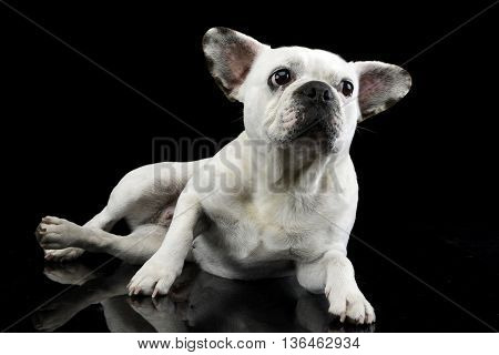 White Frech Bulldog With Funny Ears Posing In A Dark Photo Studio
