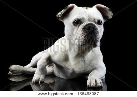 White Frech Bulldog With Funny Ears Posing In A Dark Photo Studio