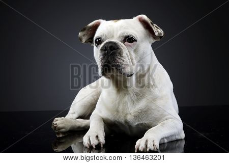 White Frech Bulldog With Funny Ears Posing In A Dark Photo Studio