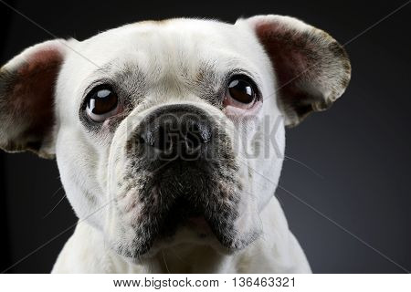 White Frech Bulldog With Funny Ears Posing In A Dark Photo Studio