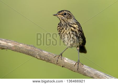 The black Redstart Phoenicurus ochruros female on green background