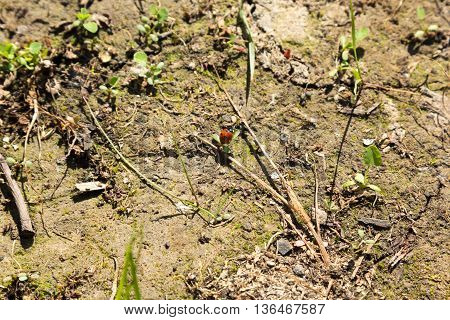 red ladybug sits on a grass leaf