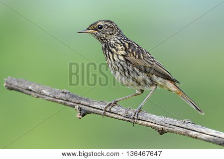 The black Redstart Phoenicurus ochruros female on green background