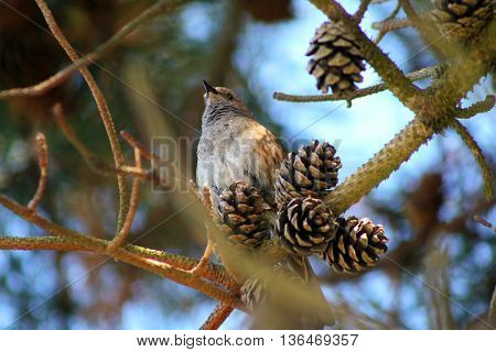 A Dunnock or Hedge Sparrow in a pine tree