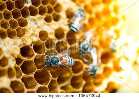 Close up view of the working bees on honeycomb and selective focus