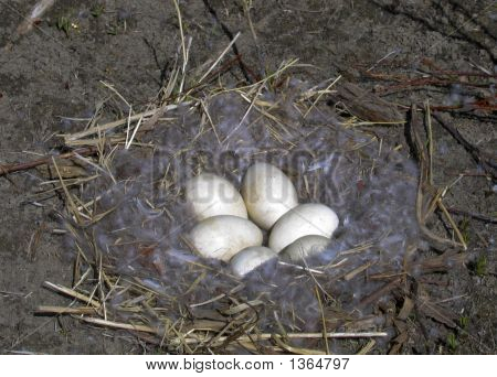 ガチョウの巣の卵