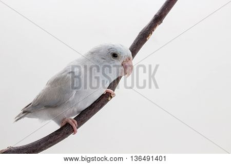White Forpus On The Branch