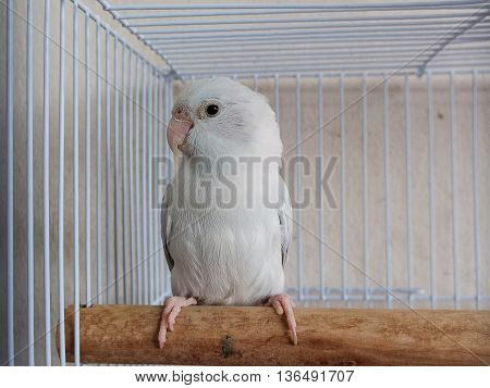 White Forpus In The Cage