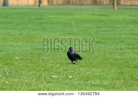 Single black crow walking on short cut green grass in a field or garden approaching the camera with copy space