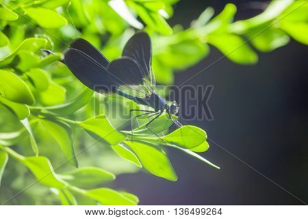 beautiful blue dragonfly on branch. close