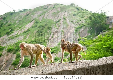 Monkeys with cubs. Galwar Bagh Monkey Temple Jaipur India