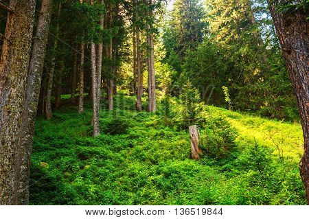 Green forest in swiss Alps, image taken in Champex-Lac, Valais, Switzerland