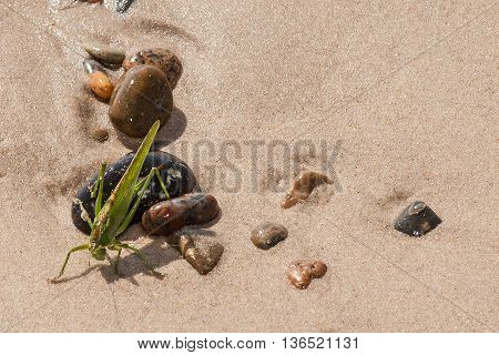 green grasshopper at the beach in denmark