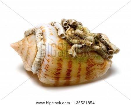 Shell Of Cone Snail