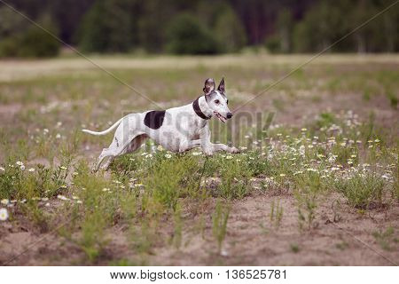 Coursing. Whippet Dog Running In The Field