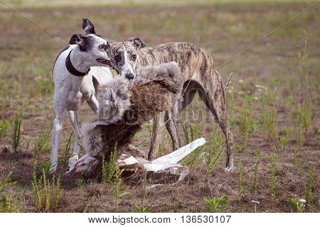 Coursing. Two Whippet Dogs At The Finish With The Bait